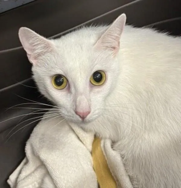 A young medium-sized female Domestic Short Hair cat named Estrellita for adoption in El Cajon, CA