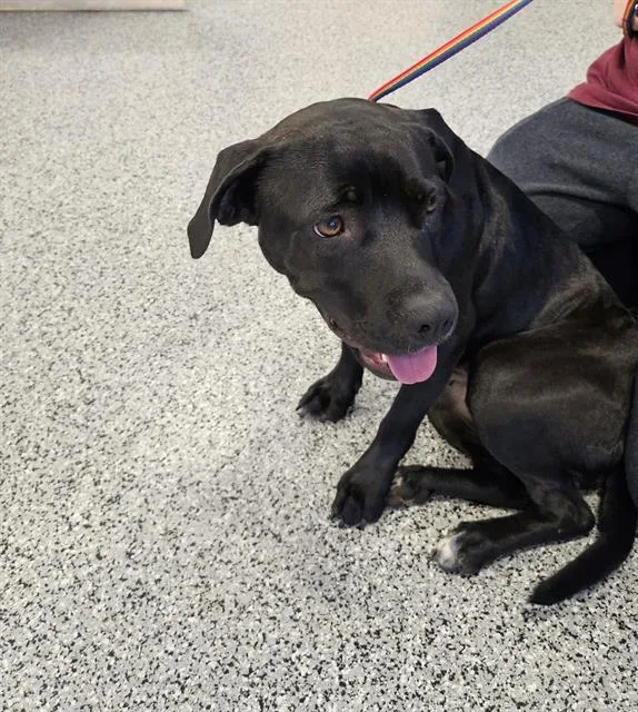 A young medium-sized female Mixed Breed dog named Rani for adoption in Palmetto, FL