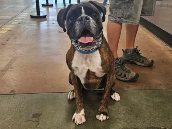 An adult large-sized male Boxer dog named Mako for adoption in Van Nuys, CA