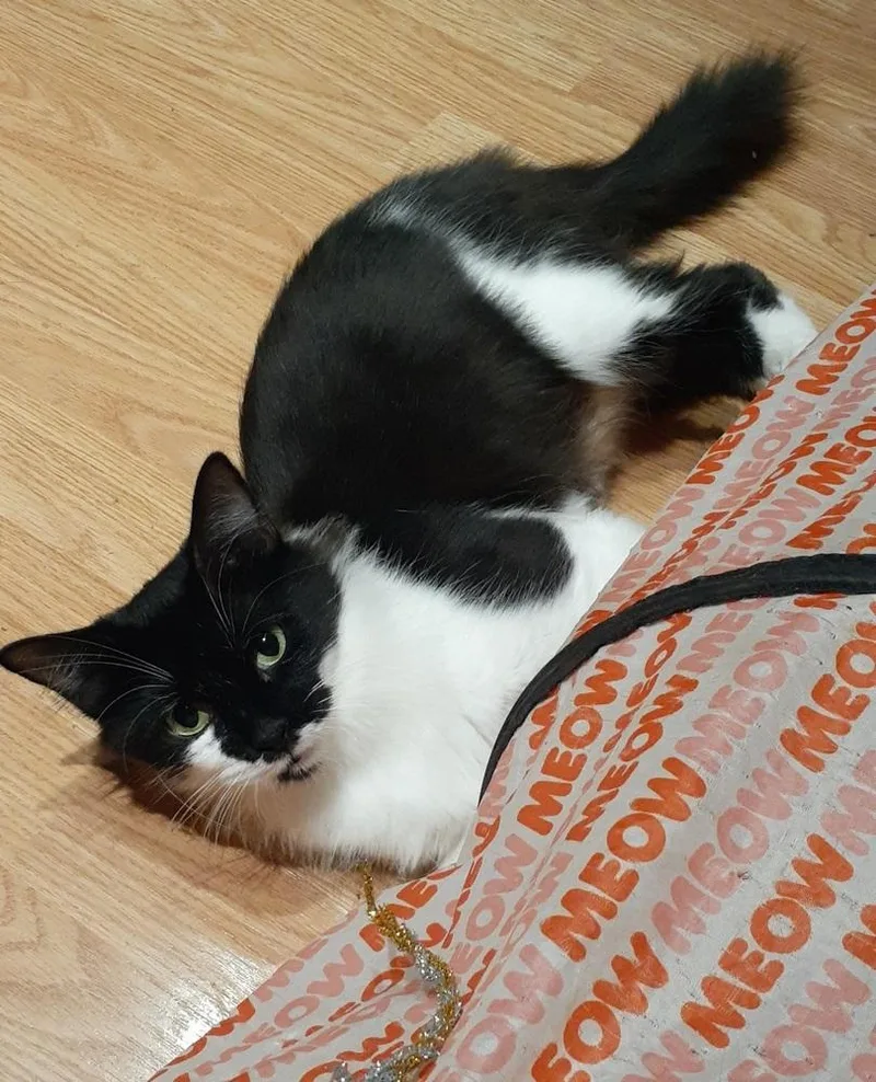 A young medium-sized female Black & White / Tuxedo Domestic Medium Hair cat named Allegra for adoption in Dallas, TX