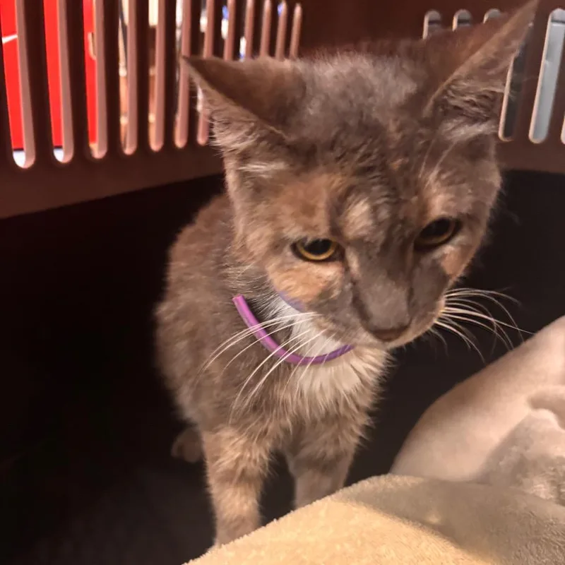 A senior medium-sized female Gray / Blue / Silver Domestic Short Hair cat named Stella for adoption in Allentown, PA