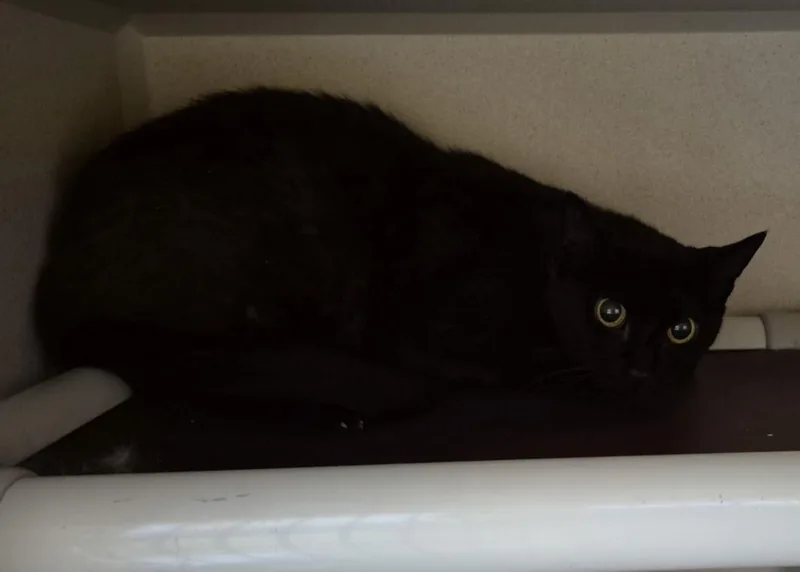 A young small-sized female Domestic Short Hair cat named Autumn for adoption in Loveland, CO