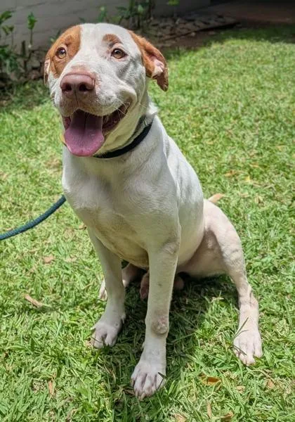 An adult large-sized male Pit Bull Terrier dog named Chico for adoption in Honolulu, HI