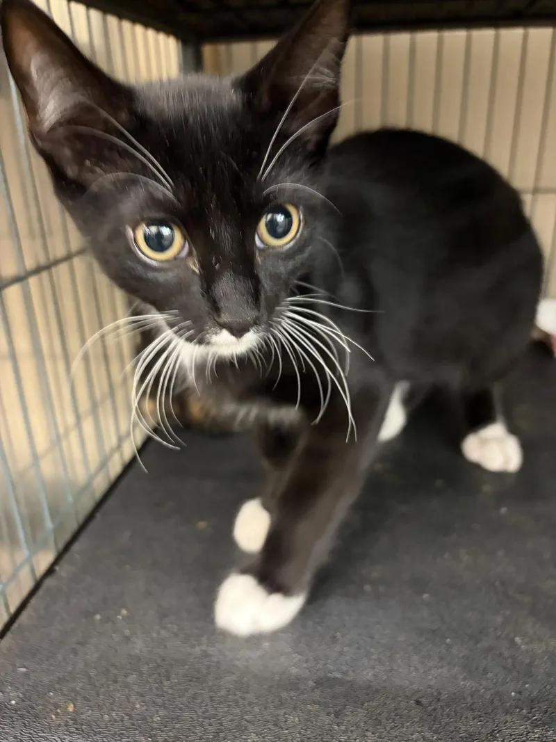 A young medium-sized male Tuxedo cat named Rigatoni for adoption in Smithtown, NY
