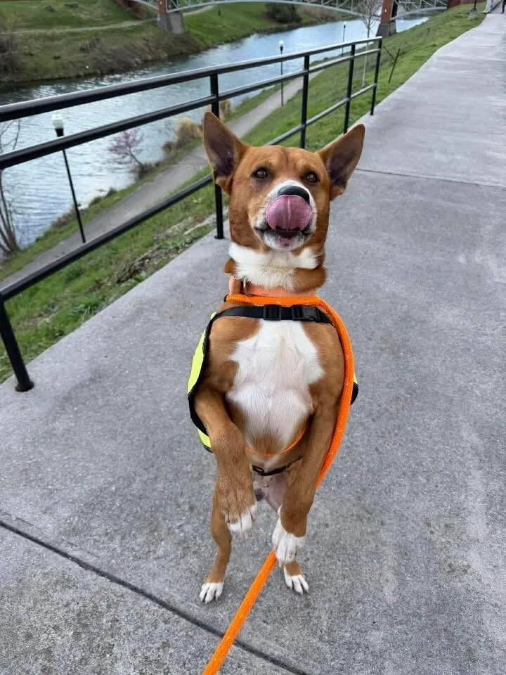 An adult large-sized male Yellow / Tan / Blond / Fawn Basenji dog named Benji for adoption in Maryville, TN