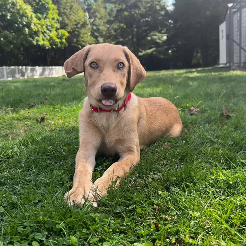 A baby medium-sized female Labrador Retriever dog named Sophie for adoption in Pembroke, MA