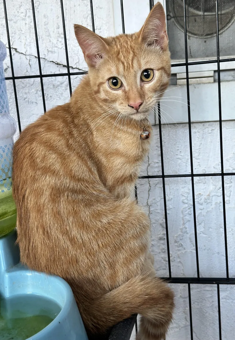 A young small-sized female Orange / Red Domestic Short Hair cat named Dyna for adoption in San Jose, CA