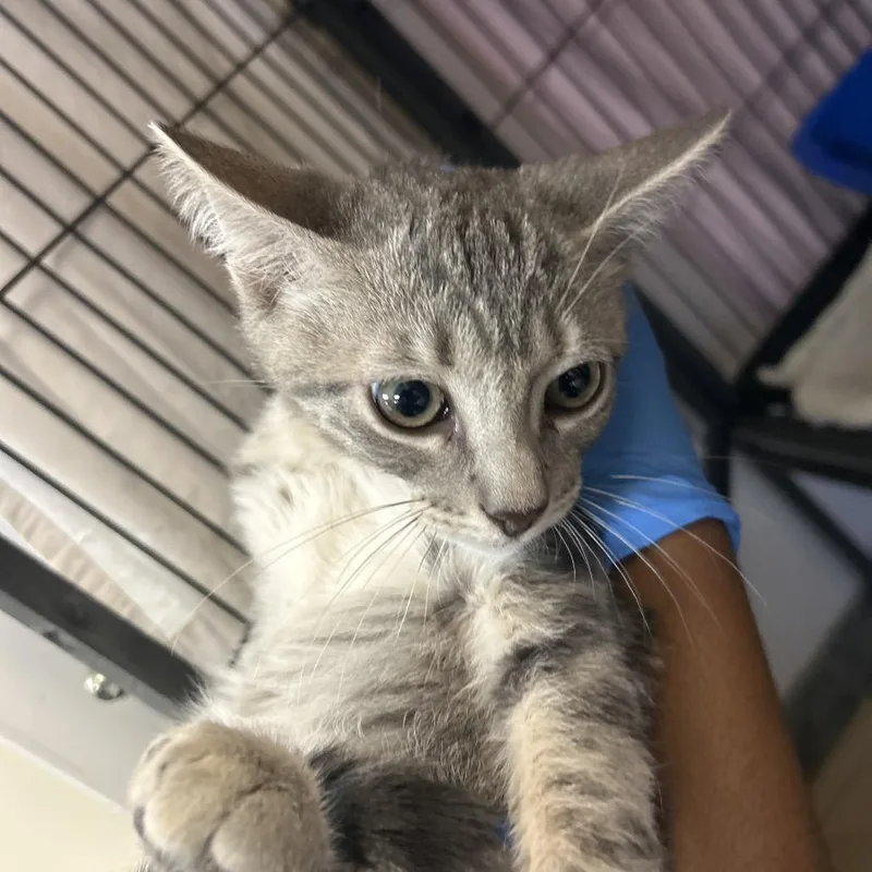 A baby medium-sized male Gray / Blue / Silver Domestic Short Hair cat named Yondu for adoption in Lakeland, FL