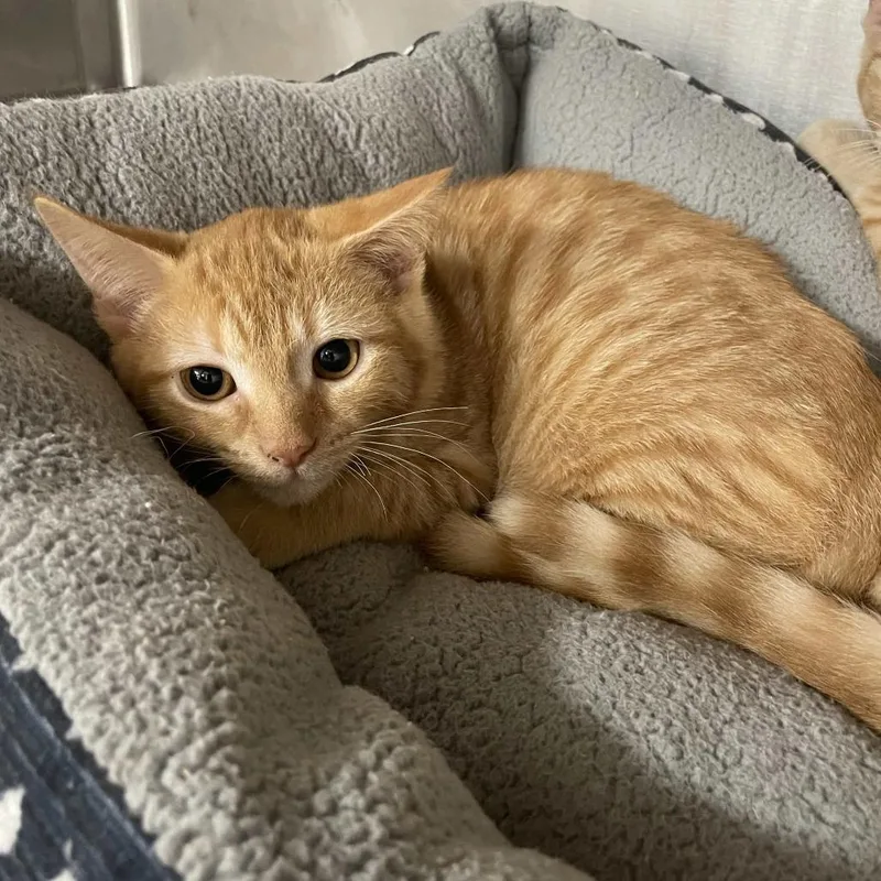 A baby small-sized male Orange / Red Domestic Short Hair cat named Queso for adoption in Beaumont, TX