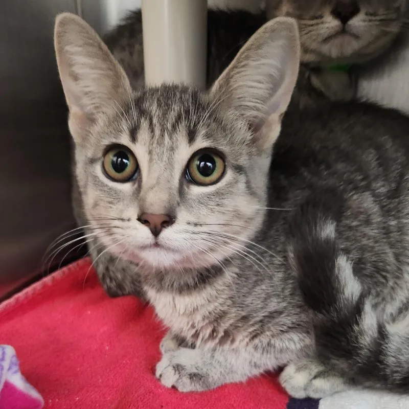 A baby small-sized female Gray / Blue / Silver Domestic Short Hair cat named Hotspot for adoption in Fort Wayne, IN