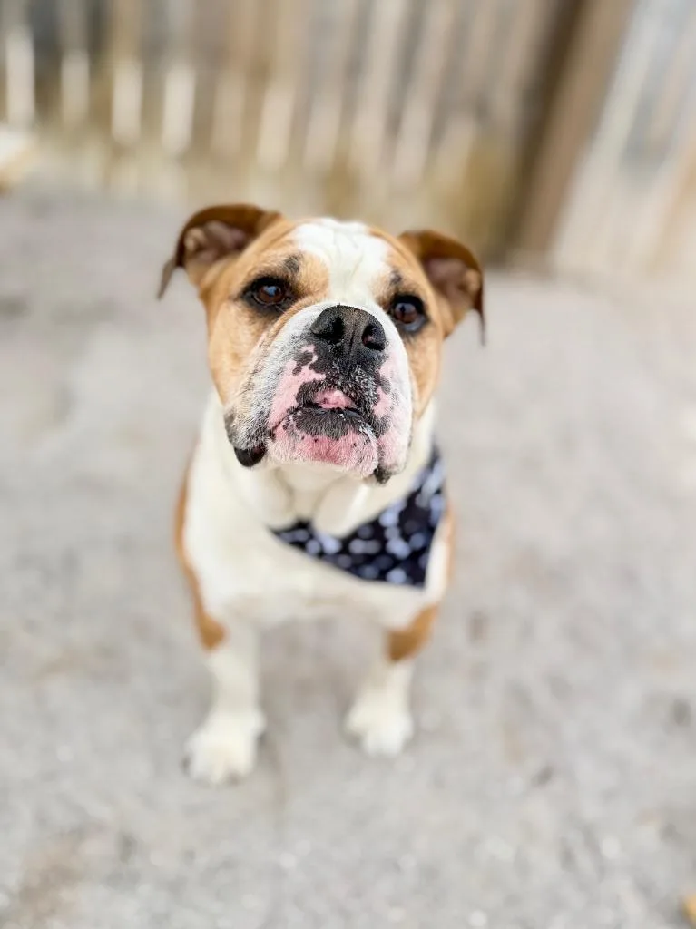 An adult medium-sized male English Bulldog dog named Arnold for adoption in Muskegon, MI