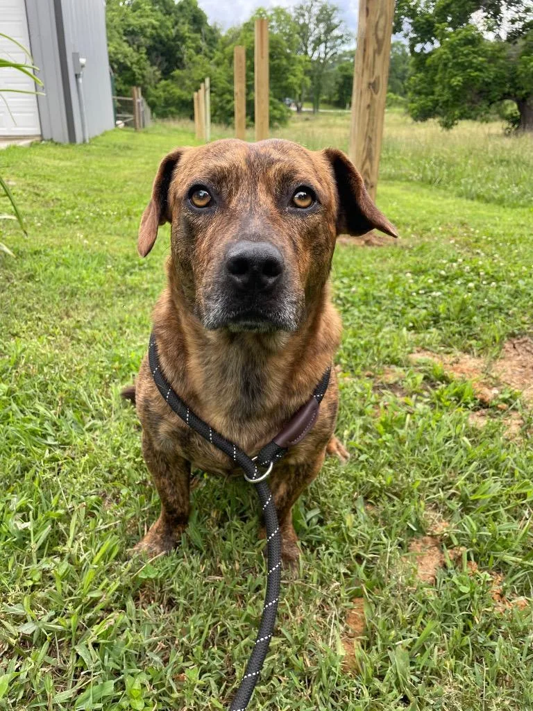A young medium-sized male Mixed Breed dog named Domino for adoption in Columbia, TN
