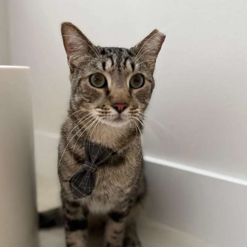 An adult small-sized male Brown / Chocolate Domestic Short Hair cat named Smiley for adoption in Miami, FL