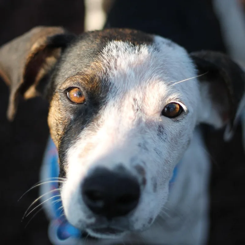 A baby small-sized female Hound dog named Callie for adoption in Greenville, SC