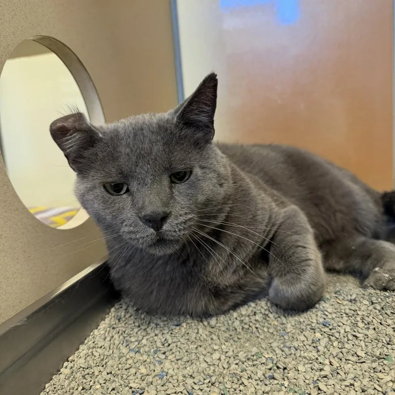 An adult large-sized male Gray / Blue / Silver Domestic Short Hair cat named Bogeera for adoption in Rifle, CO