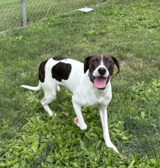 Daisy