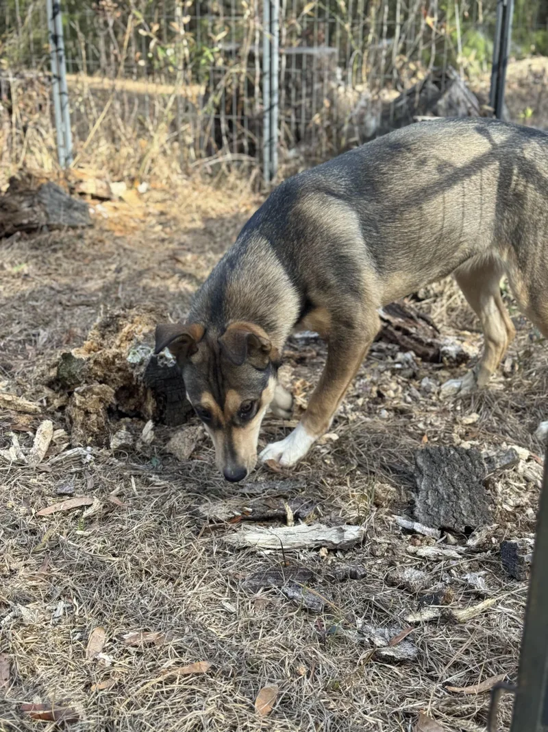 Arson Muffin thumbnail 3