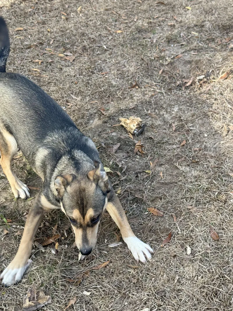 Arson Muffin thumbnail 4