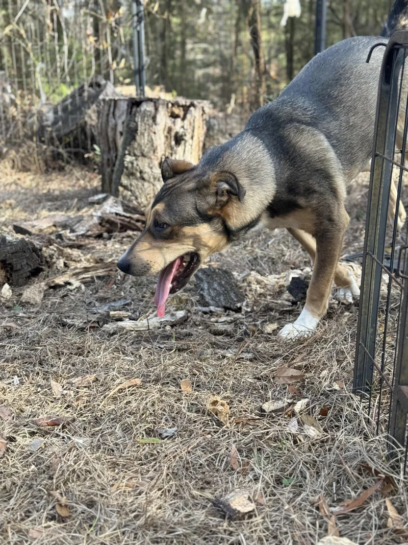 Arson Muffin thumbnail 5