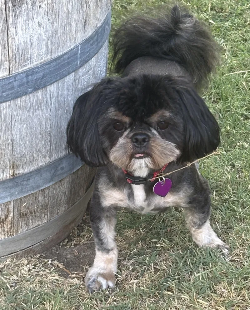 An adult small-sized male Shih Tzu dog named Titus for adoption in Covina, CA