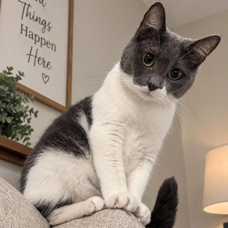 An adult small-sized female Gray / Blue / Silver Domestic Short Hair cat named Miss Piggy for adoption in Tustin, CA