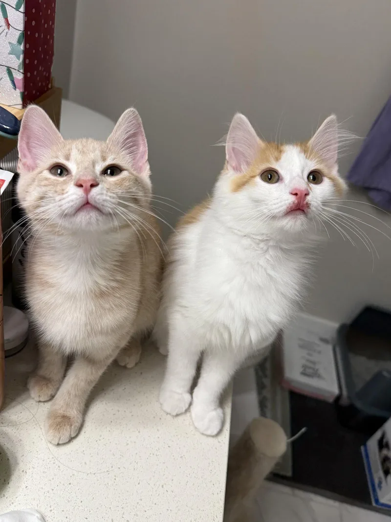 A baby medium-sized female Orange & White Domestic Short Hair cat named Appa & Momo BONDED for adoption in Herndon, VA