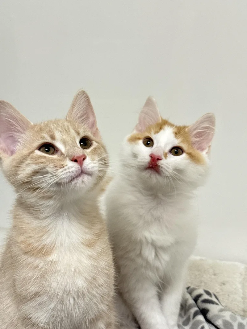 Appa & Momo BONDED thumbnail 2