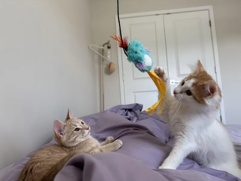 Appa & Momo BONDED thumbnail 3