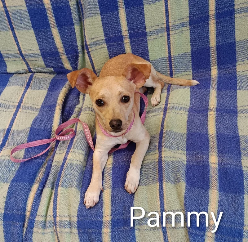 Pammy