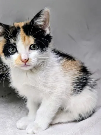 A baby small-sized female Domestic Short Hair cat named Picante for adoption in Independence, MO