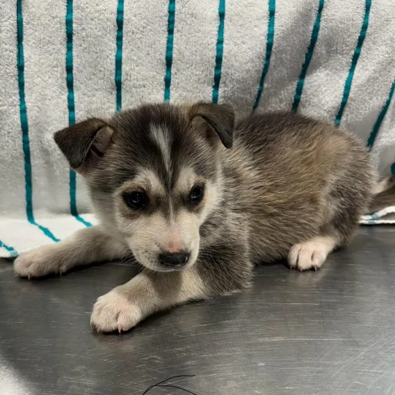 An adult medium-sized male Yellow / Tan / Blond / Fawn Husky dog named Nick for adoption in Tampa, FL