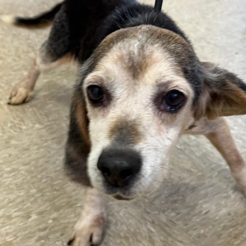 Brittany thumbnail 2