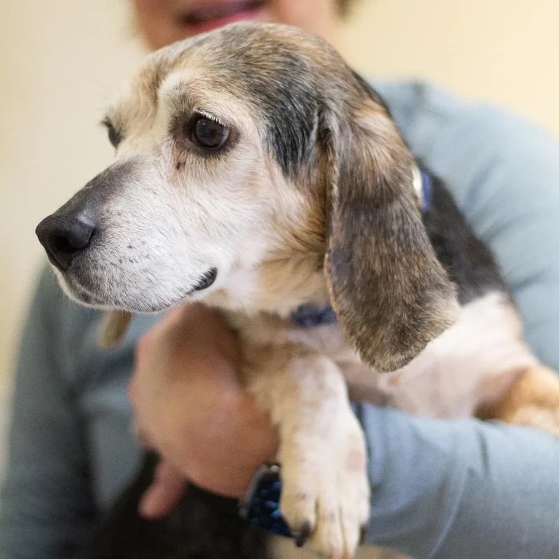 Brittany thumbnail 3