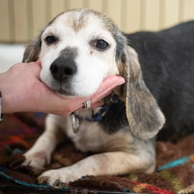 Brittany thumbnail 4