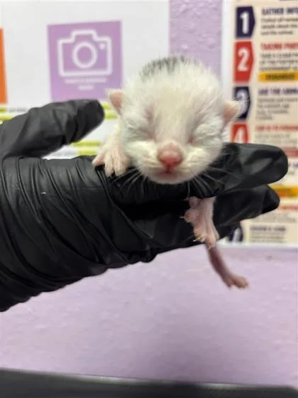 A baby small-sized female White Domestic Short Hair cat named 61275270 for adoption in El Paso, TX