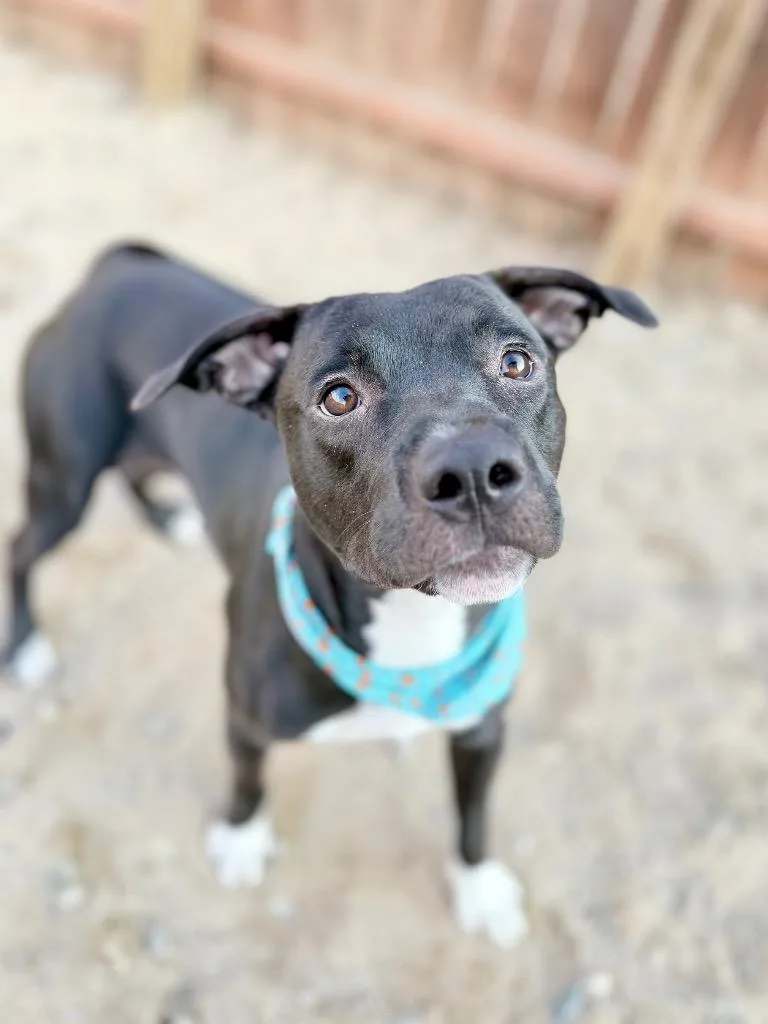 A young medium-sized male Mixed Breed dog named Kb for adoption in Muskegon, MI
