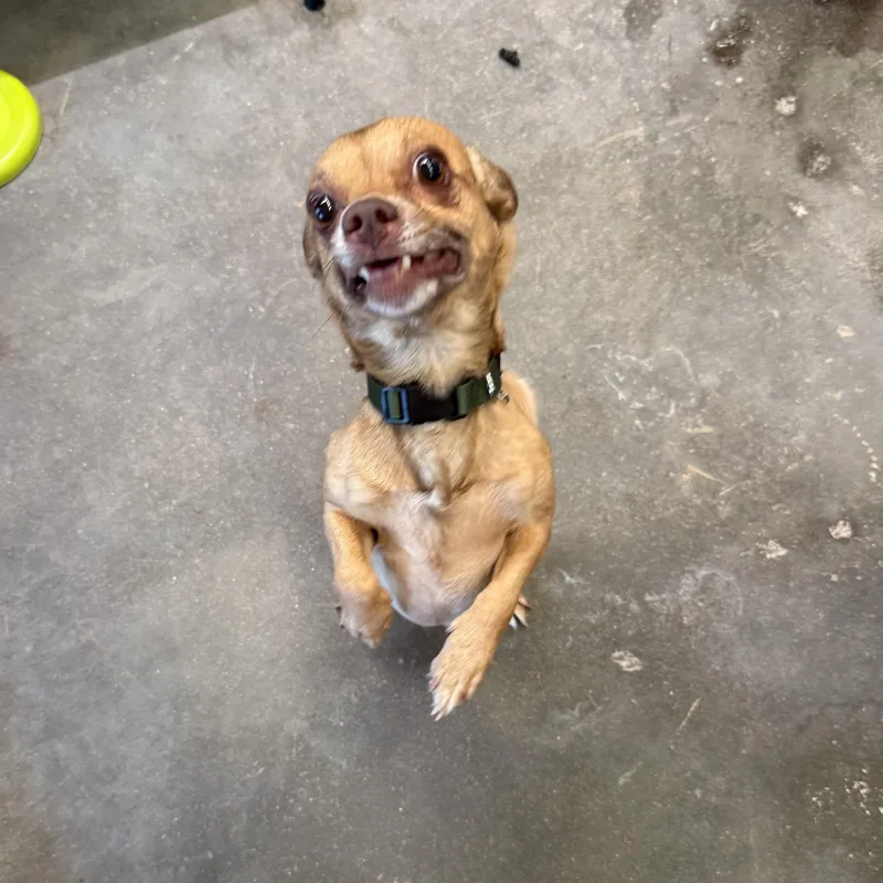 An adult small-sized male Chihuahua dog named Sebastian for adoption in Columbia, SC