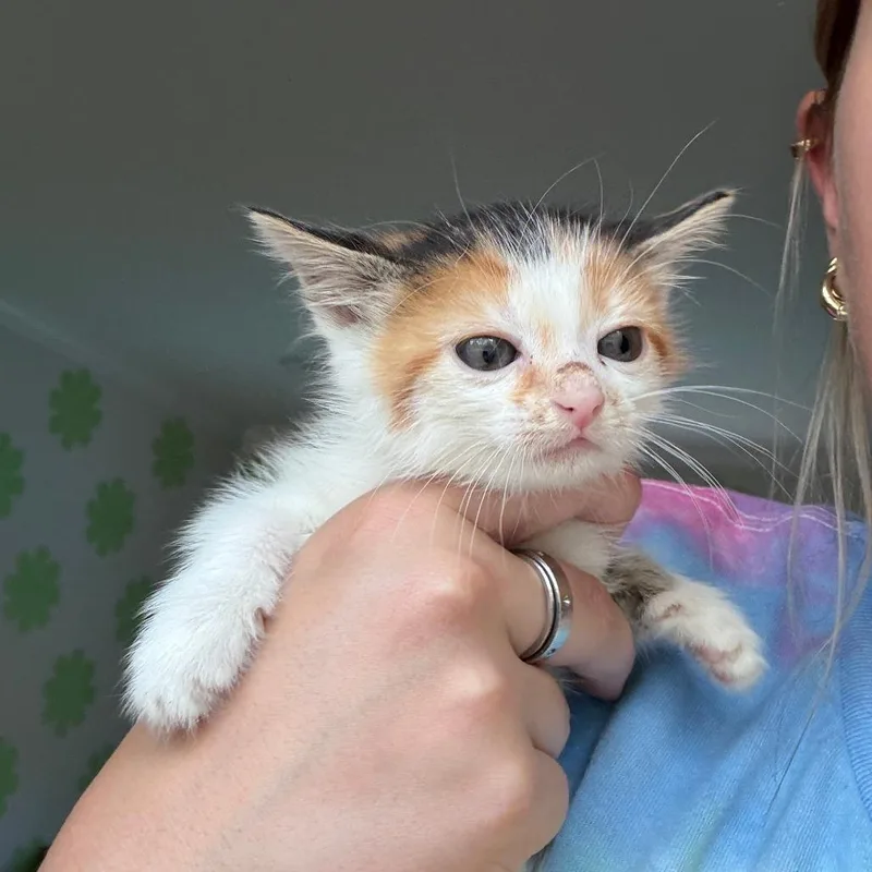 Latte thumbnail 3