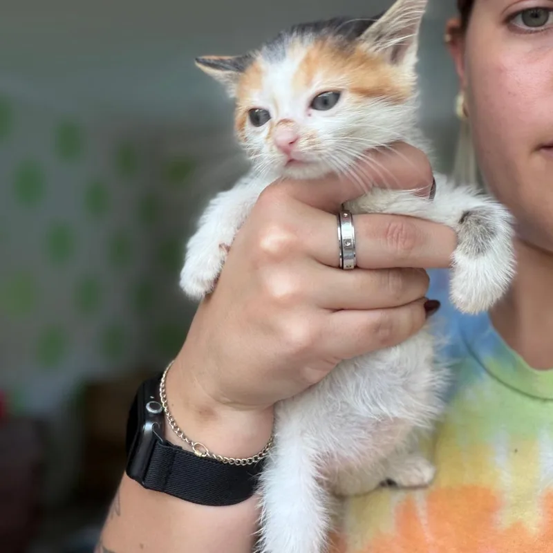Latte thumbnail 4