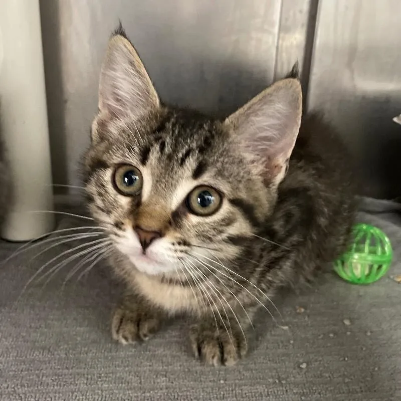 A baby medium-sized female Domestic Short Hair cat named Twine for adoption in Roanoke, VA