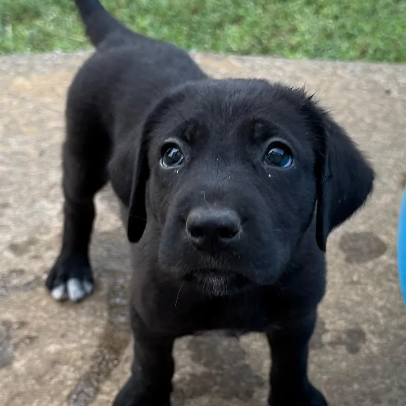 A baby medium-sized male Black Labrador Retriever dog named Larry for adoption in Goodlettsville, TN