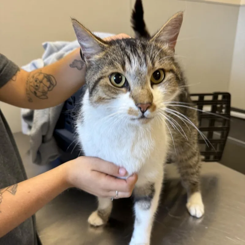 An adult large-sized male White Domestic Short Hair cat named Gregory for adoption in Morrisville, VT