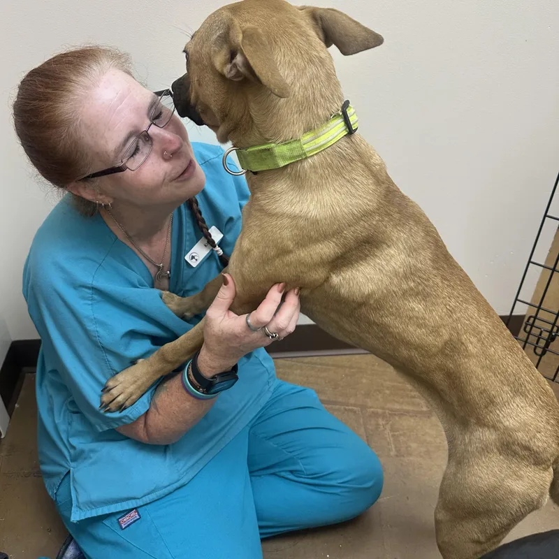 A young medium-sized female Red / Chestnut / Orange Labrador Retriever dog named Caramel for adoption in Providence Forge, VA