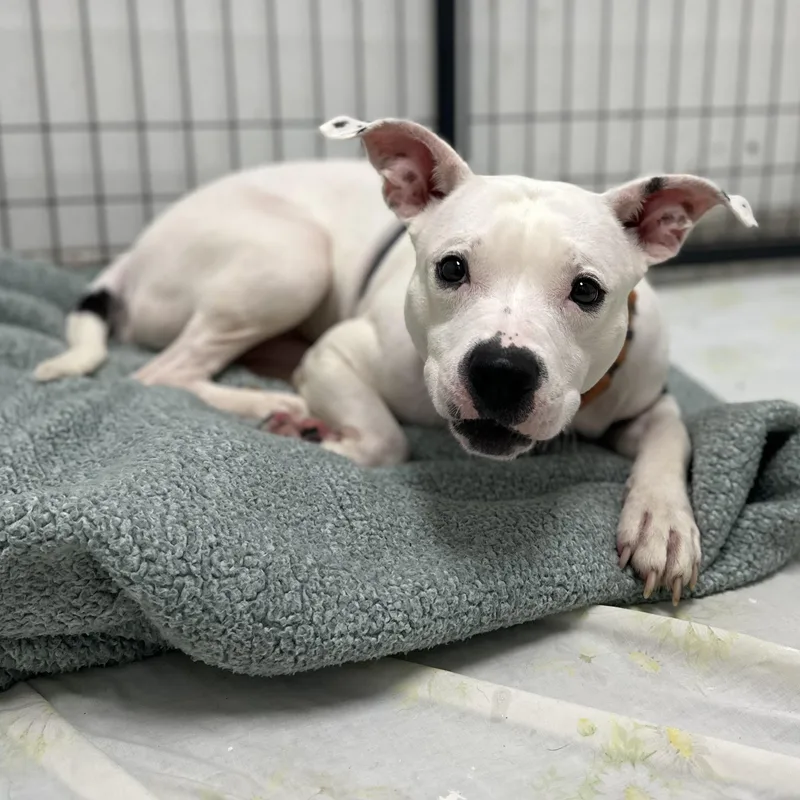 An adult medium-sized male White / Cream Mixed Breed dog named Ghost for adoption in Youngstown, OH