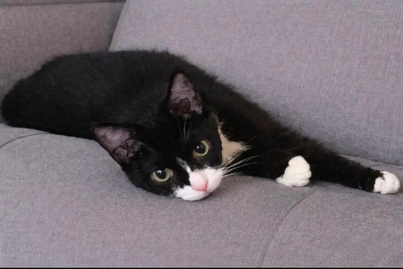 A baby small-sized male Black & White / Tuxedo Domestic Short Hair cat named Spideycat for adoption in Orlando, FL