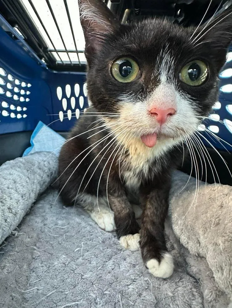 Spideycat thumbnail 3