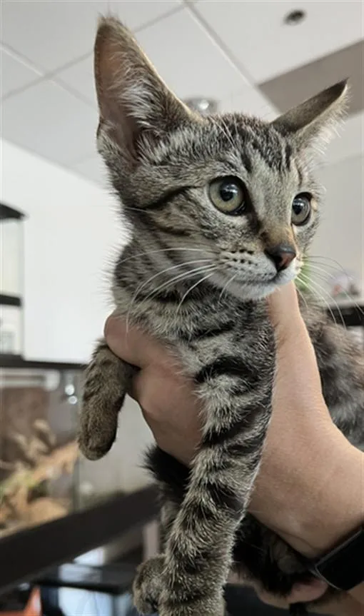 A baby medium-sized male Domestic Short Hair cat named Charlie for adoption in Chatsworth, CA