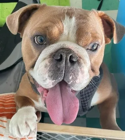 An adult medium-sized female Red / Chestnut / Orange English Bulldog dog named Avi Baba for adoption in Bonney Lake, WA