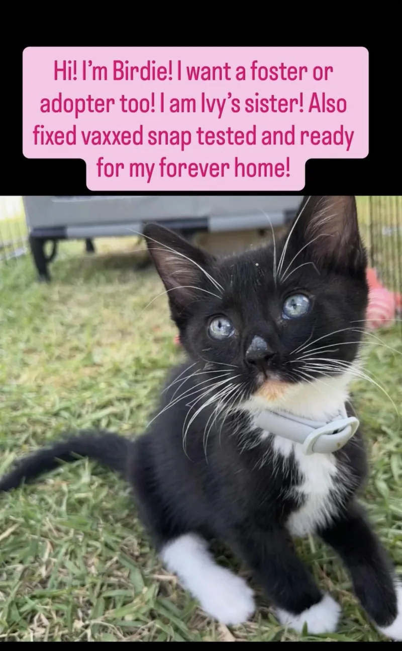 A baby small-sized female Black & White / Tuxedo Domestic Short Hair cat named Birdie for adoption in Fullerton, CA