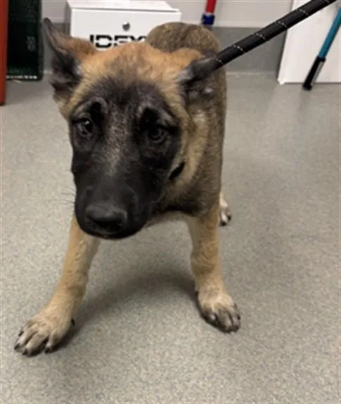A baby small-sized female German Shepherd Dog dog named Bam Bam for adoption in Ontario, CA
